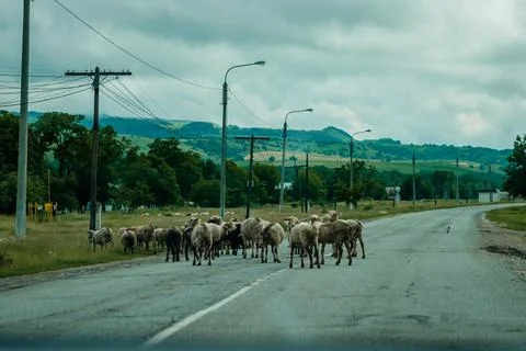Herd of rams walking along doge Stock Photos