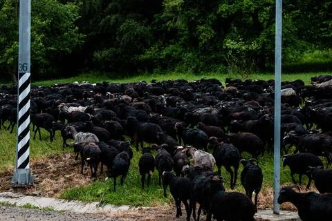 Herd of rams walking along doge Stock Photos