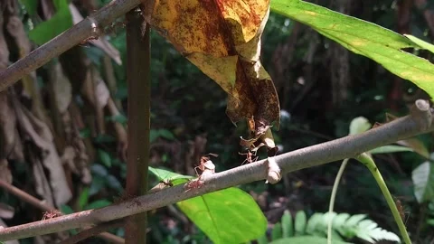 The herd of red ants on the branches of trees Stock Footage 195777701