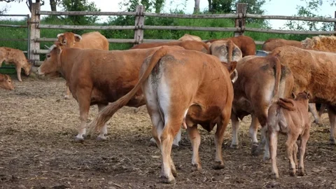 Herd of red cows in an enclosure waiting for vet. 스톡 동영상 130807227