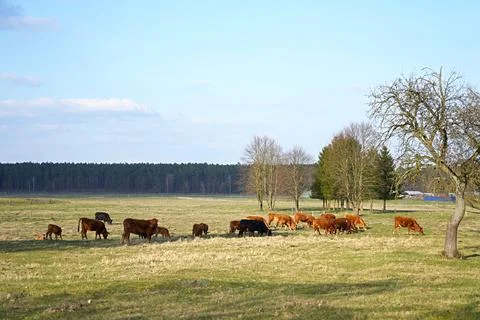 Herd of red cows grazing in spring meadow on a sunny day Stock Photos