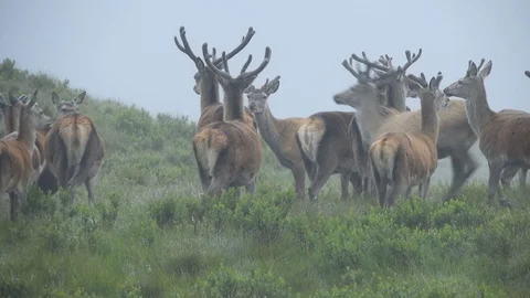  Herd of red deer (Cervi) early in the morning in the rain in Scotland 4k Video stock 106292093