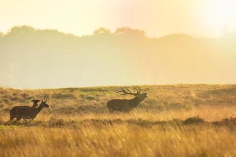 Herd of red deer cervus elaphus rutting and roaring during sunset Stock Photos