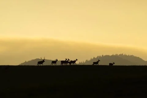 Herd of red deer with does and stag walking at the end at sunset on a horizon Foto stock