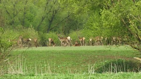Herd of red deer at the edge of the forest Stock Footage 231066264