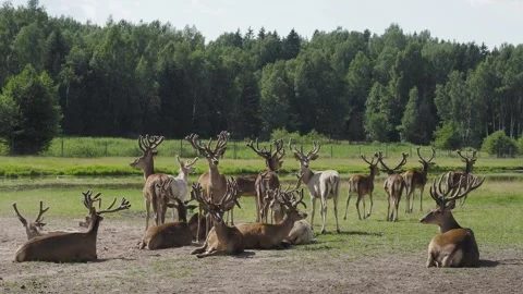 Herd of red deer on a farm Stock Footage 260240238