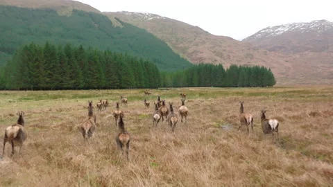 A Herd of Red Deer Hinds Running in the Scottish Highlands in Slow Motion Stock Footage 170573305