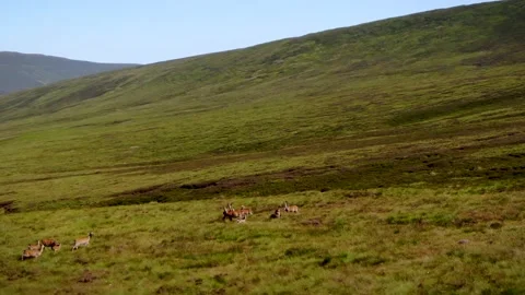 A herd of Red deer moving through the Wicklow mountains. Stock Footage 158169530