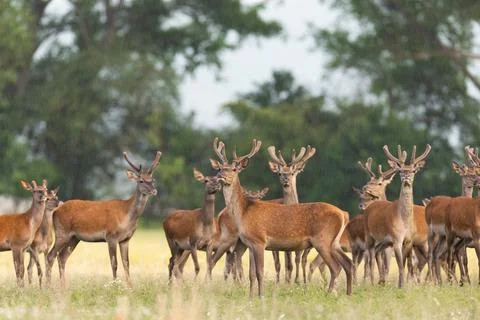 Herd of red deer observing on field in summer nature Stock Photos