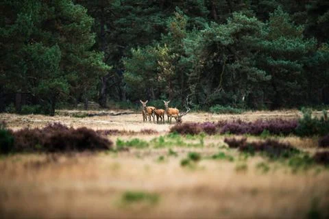 Herd of red deer in an open field near forest. National Park Hoge Veluwe. Stock Photos