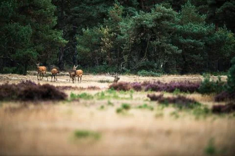 Herd of red deer in an open field near forest. National Park Hoge Veluwe. Stock Photos