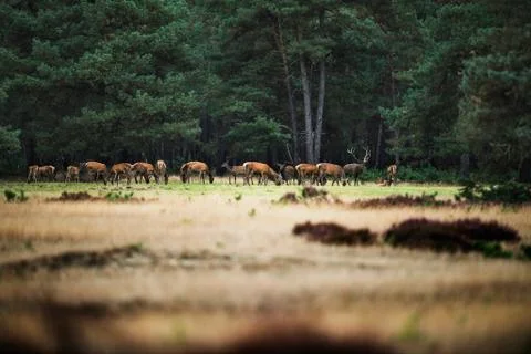 Herd of red deer in an open field near forest. National Park Hoge Veluwe. Stock Photos