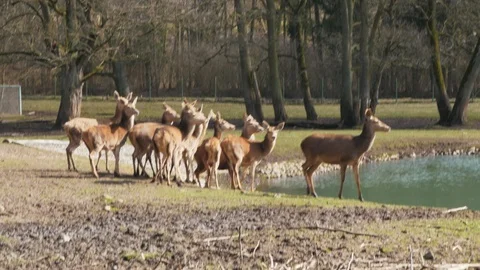 Herd of red deer running Stock Footage 106289337