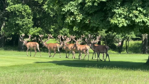 Herd of Red Deer Stags with Huge Velvet Antlers Walking in Meadow 4K Stock Footage 342464334