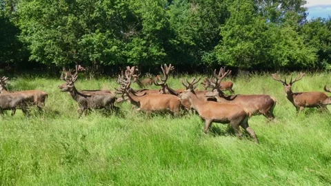 Herd of Red Deer Stags in Richmond Park, London Stock Footage 277901658