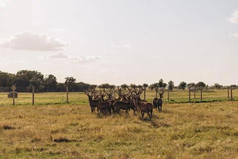 Herd of red deer stags standing together behind fence in field at sunset 写真素材