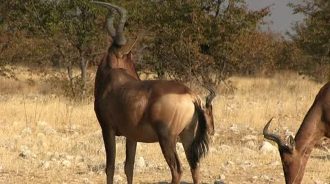 Herd of red hartebeest Stock Footage 12130366