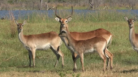 Herd of Red Lechwe in the Okavango Delta Stock Footage 46374169