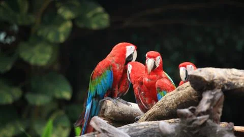 Herd of red macaw parrots Stock Photos