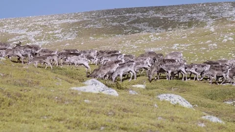 Herd of reindeer Stock Footage 77966375