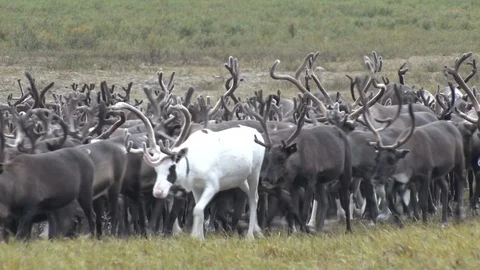 Herd of Reindeer Vidéo 105909389