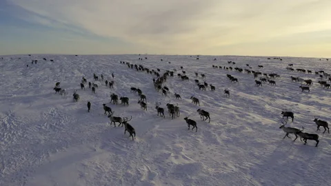 Herd of reindeer 스톡 동영상 173202147