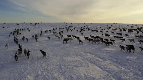 Herd of reindeer 스톡 동영상 173202448