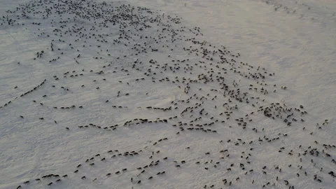 Herd of reindeer 스톡 동영상 173206864