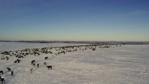 Herd of reindeer 스톡 동영상 173208055