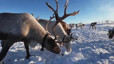 Herd of reindeer. 스톡 동영상 219587556
