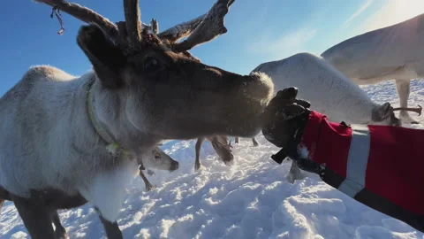 Herd of reindeer. 스톡 동영상 219587910