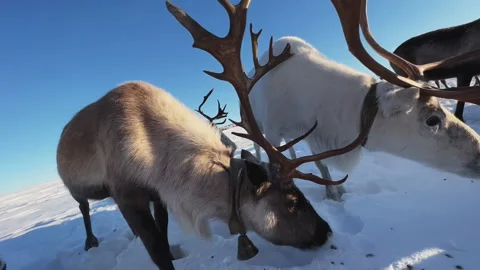Herd of reindeer. 스톡 동영상 219587985
