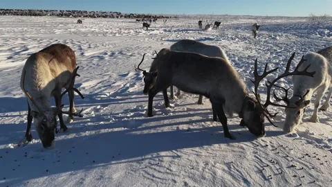 Herd of reindeer. 스톡 동영상 219588026
