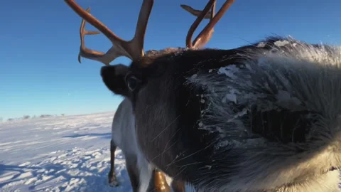 Herd of reindeer. 스톡 동영상 219588084