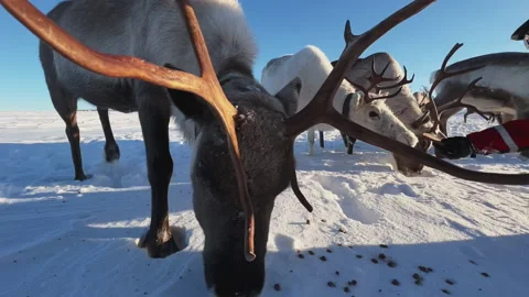 Herd of reindeer. 스톡 동영상 219588152