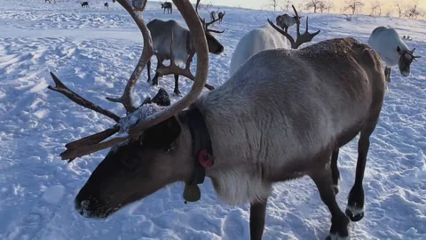 Herd of reindeer. 스톡 동영상 219588227