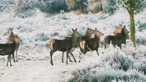 A herd of reindeer Stock Footage 223523495