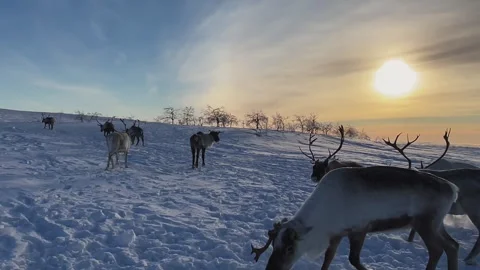 Herd of reindeer 스톡 동영상 249390853