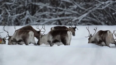 A herd of reindeer is plodding through deep snow at dusk Stock Footage