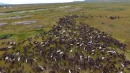 Herd Of Reindeer Running On Tundra Stock Footage