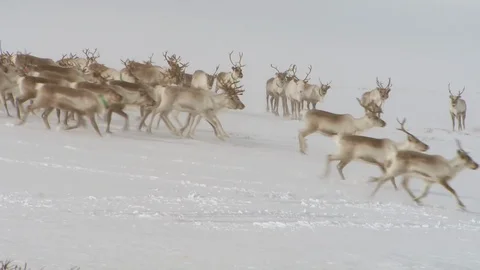 A herd of reindeer starts moving while a skidoo zooms past Stock Footage 107374361