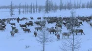 A Herd Of Reindeer In Tundra Stock Footage