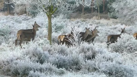 A Herd Of Reindeer Which Plodding And Running On Snow Stock Footage 219460157