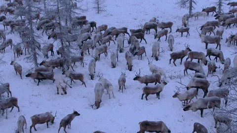 A herd of reindeer in winter forest Stock Footage 104671993