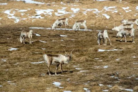 Herd of reindeers Stock Photos