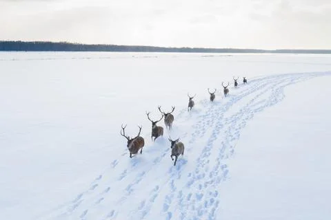 Herd of reindeers Stock Photos