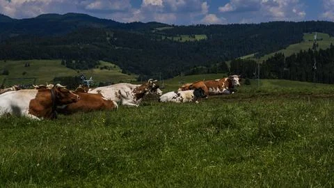 Herd of Resting Cows on Lush Mountain Pasture with Forested Hills Stockfoto's