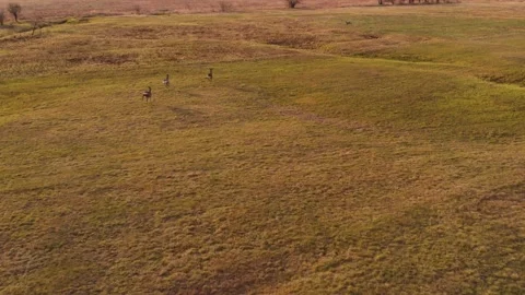 Herd of Roe Deer (Capreolus capreolus) running in wild nature through meadow Stock Footage 196575501