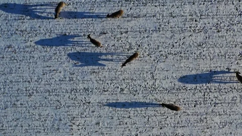 Herd roe deer Capreolus on winter crop field, aerial Stock Footage 259406528