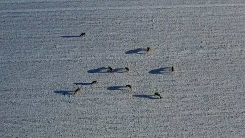 Herd roe deer Capreolus on winter wheat field, aerial Stock Footage 260901178